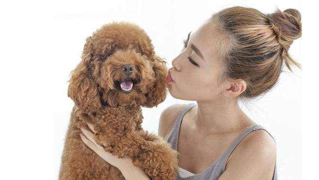 女子花18888元买泰迪 狗被画眼线,女子花费巨额买泰迪犬，狗狗却被画上眼线——事件深度解析